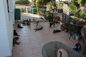 Thank you Cats in Need Cyprus