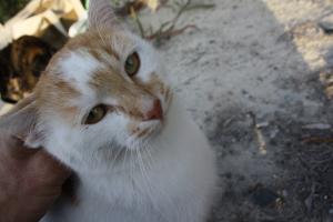 Cat Adoption Abroad Fundraiser